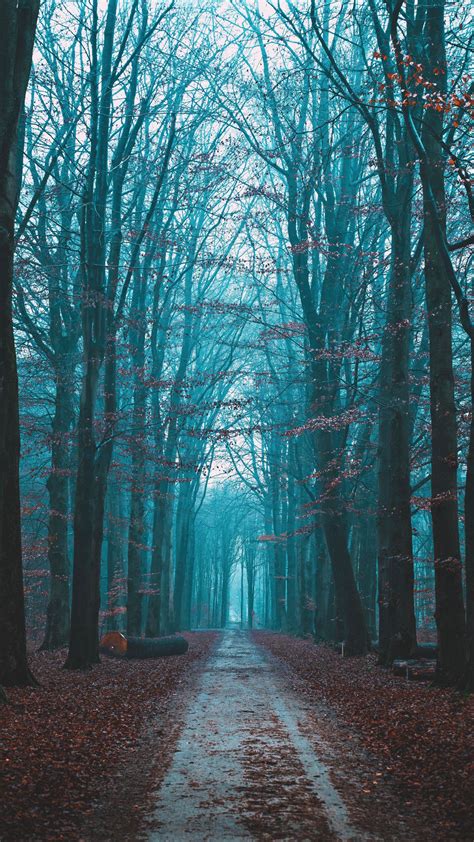 Download Wallpaper 1350x2400 Forest Fog Path Nature Autumn Iphone 8