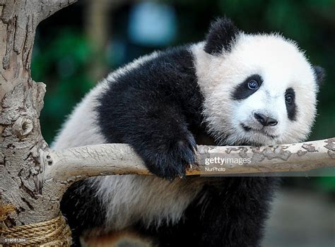 Giant pandas are solitary, with males and females coming together only briefly to mate. The baby panda born seven months ago in Malaysia's Zoo ...