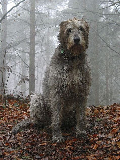 142 Best Images About Irish Wolfhound On Pinterest