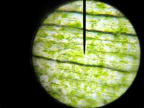 Plant cell compound light microscope. Elodea Cells Under Microscope - YouTube