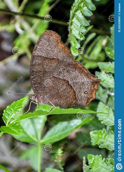 Evening Brown Butterfly Lateral View Melanitis Leda Pune Royalty Free