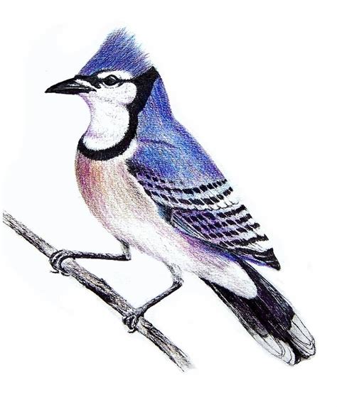 Blue Bird Drawings Clipart Best