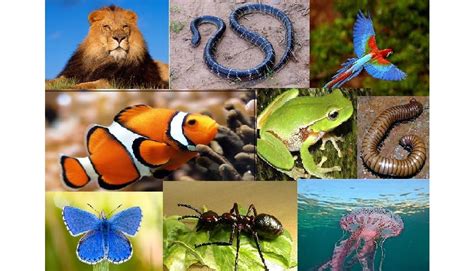 ¿cuáles Son Los Animales Invertebrados Actualizado Abril 2024