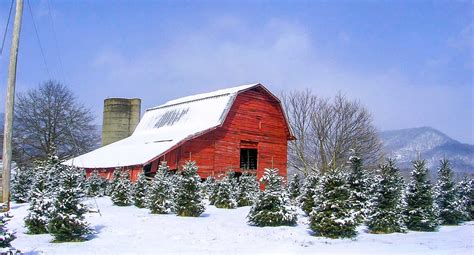 Smoky Mountain Christmas Tree Farm Visit Nc Smokies