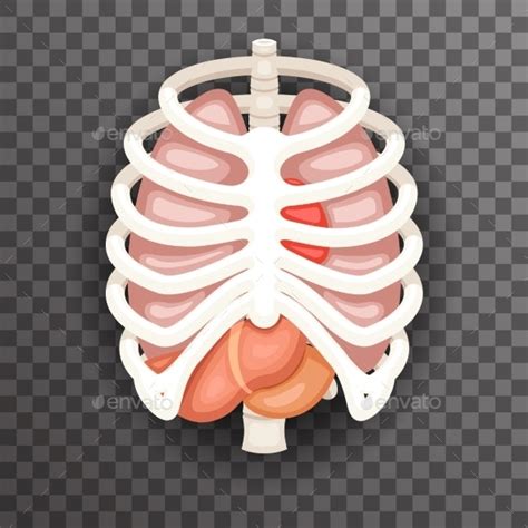 Diagram Rib Cage With Organs Moving During Chest Expansion To Enable