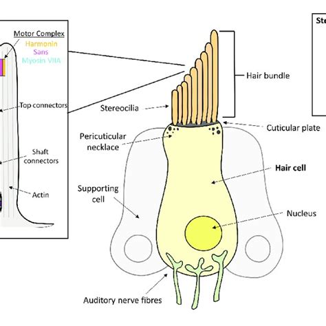 Inner Ear Hair Cell Hc Structure Showing The Locations Of Several