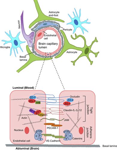Neuroinflammatory Mechanisms Of Blood Brain Barrier Damage