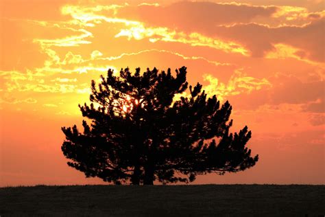 Sunset And Pine Tree Free Stock Photo Public Domain Pictures
