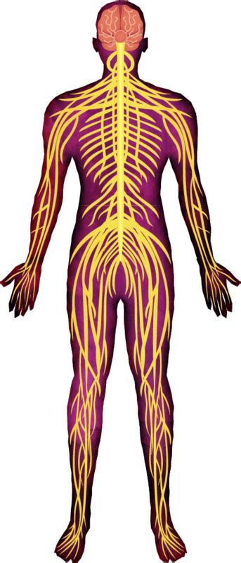 Nervous System Bodymaitre