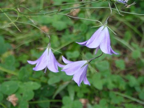 Campanula Rotundifolia Harebell Or Bluebells Of Scotland Woodbrook