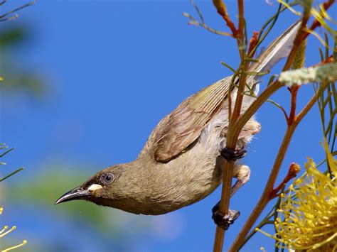 White Gaped Honeyeater Ebird