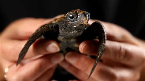 Rescued Turtle Quinlans Travels Will Be A Revelation For Taronga Zoo