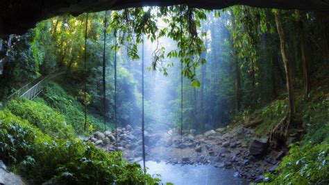 73 Tropical Rainforest Wallpaper On Wallpapersafari