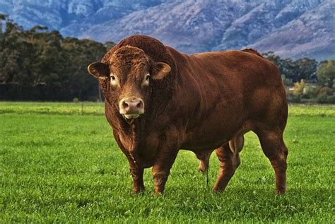 Limousin Cattle Breed Beautiful And Majestic