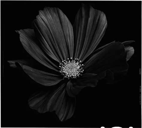 Back To Black Flowers Amazing Photos By Bettina Güber