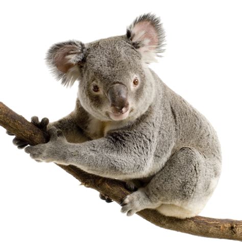 Koala Bear Png Png Image Collection