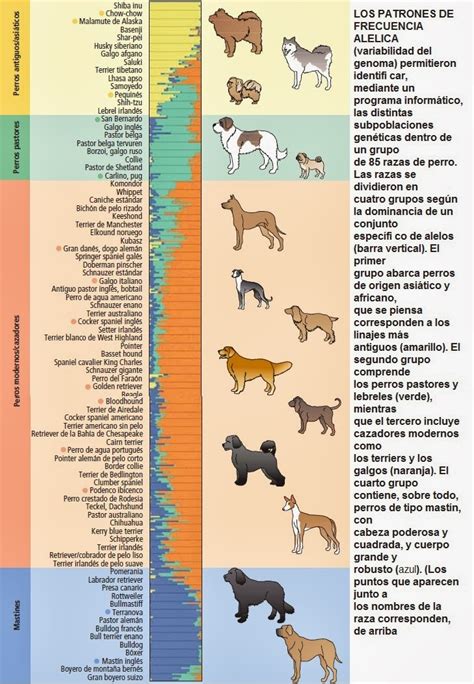 Genetica Canina Genética De Razas