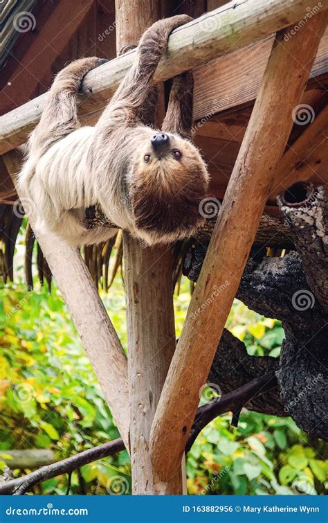 Sloth Hanging Upside Down Stock Photo Image Of Awake 163882956