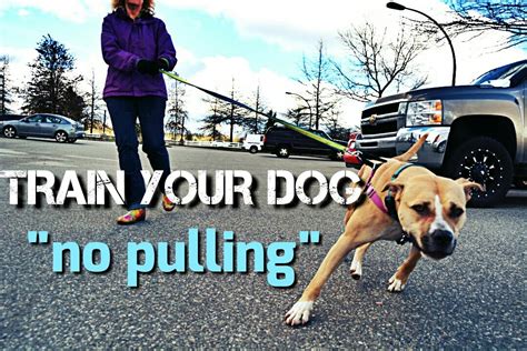 How To Stop Leash Pulling Strategies To Teach Your Dog To Walk With