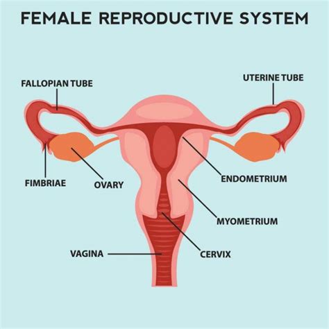 Wanita yang memiliki bentuk badan ini termasuk beruntung. PCOS Punca Kanser Rahim Wanita? Doktor Saran Peka 7 Gejala ...