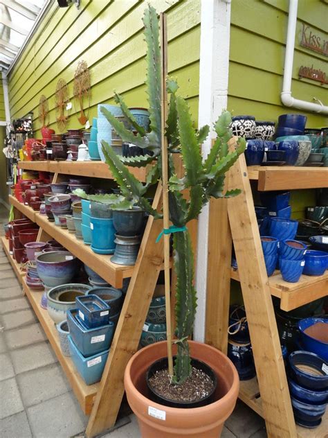 Roughly 60 percent of all sales come from the spring rush for retailers like local heavyweight portland nursery. danger garden: Hurry and get to the Portland Nursery 30% ...