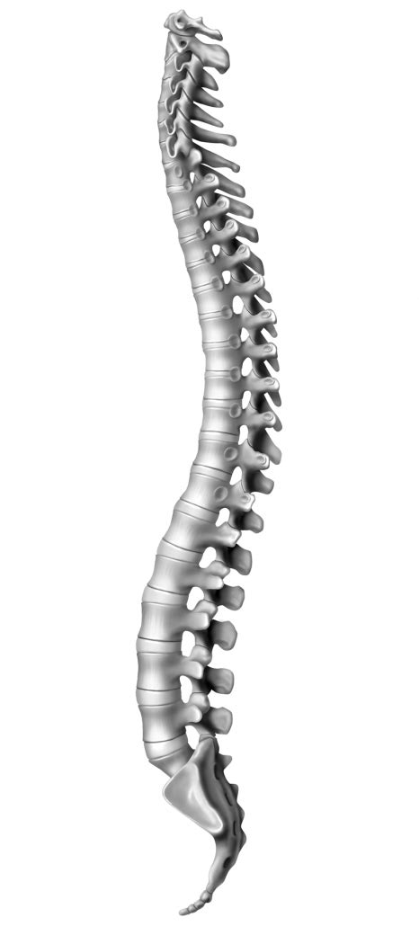 Spine Orthogate Press