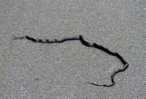 Black Rat Snake Atlantic County Nj Usa June 2020 Flickr