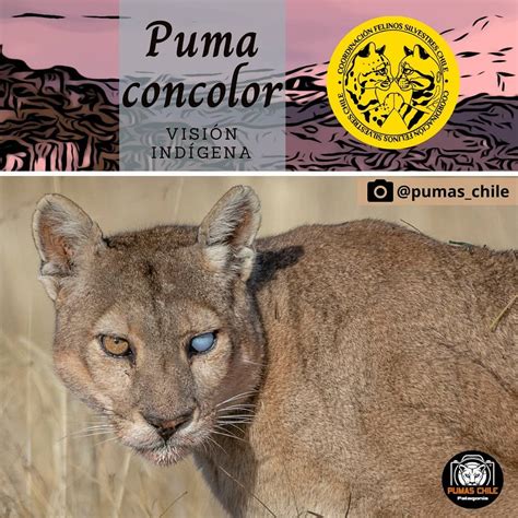 😺 Les Compartimos Infografía De Nuestro Gran Felino Puma Puma