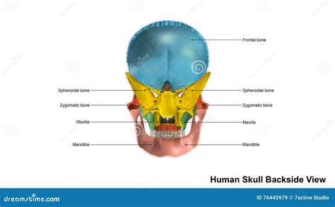 Human Skull Scattered Back View Stock Illustration Illustration Of