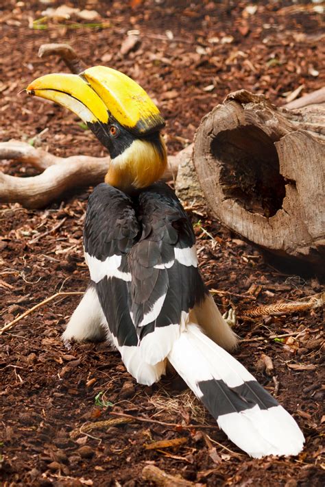 Great Hornbill Bird Free Stock Photo Public Domain Pictures
