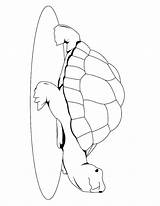 Turtle Coloring Pages Realistic Getcolorings Sea sketch template