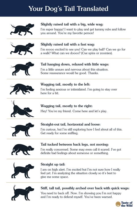 Translating Your Dogs Tail