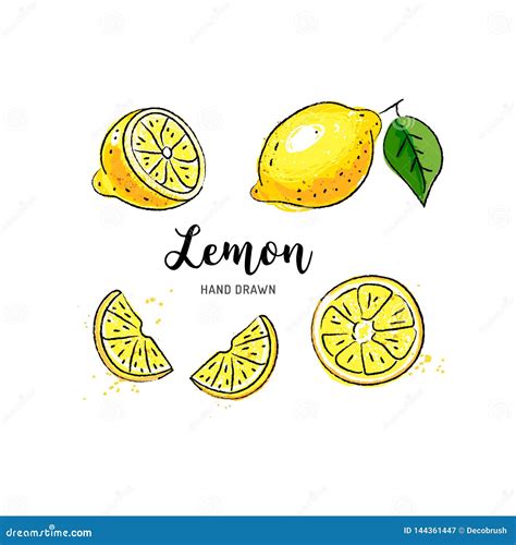 Lemon Fruit Drawing Watercolor Lemons On A White Background Vector