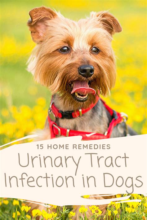 15 Home Remedies For Uti In Dogs You Will Love Dog Uti Urinary Tract