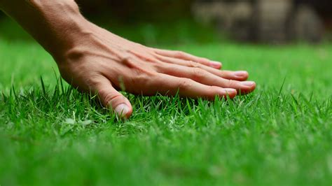 20 Lawn Pests And How To Fight Them