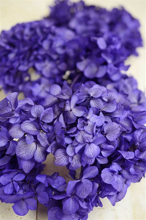 We did not find results for: Preserved Purple Hydrangeas Sprays, 3 Flowers