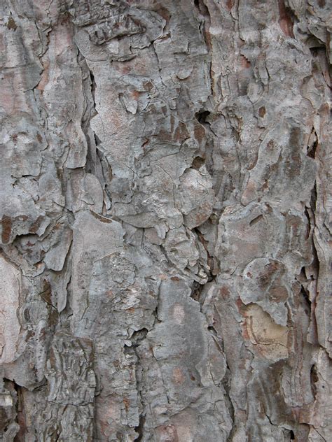 Imageafter Photos Wood Bark Texture Rough Pine Pinetree Tree