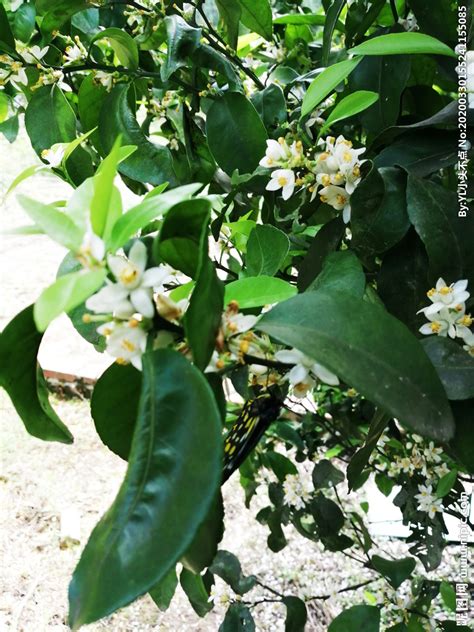 주기적으로 영상 올라오니 많이들 팔로 해주세요. 橘子花摄影图__花草_生物世界_摄影图库_昵图网nipic.com