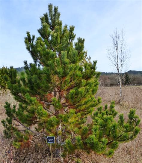 The austrian pine adapts well to high ph and heavy clay soils. Trees