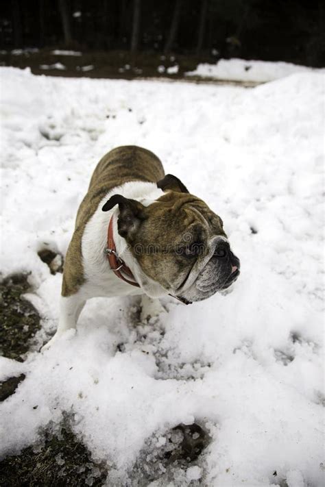 English Bulldog In Snow Stock Image Image Of Exercise 108829321