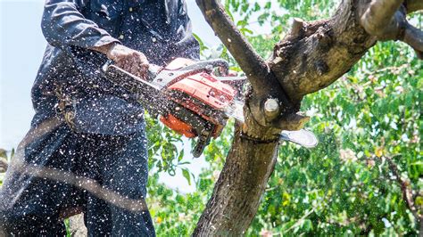 The cost of tree removal varies depending on several factors from tree height, the number of branches, trunk diameter, and location/ access to the tree. Tree Removal Adelaide | Stump Removal | Tree Pruning and ...