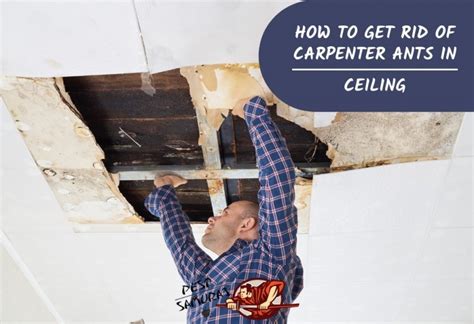 This confuses the ants foraging outside of the next. How to Get Rid of Carpenter Ants in Ceiling: A Complete ...
