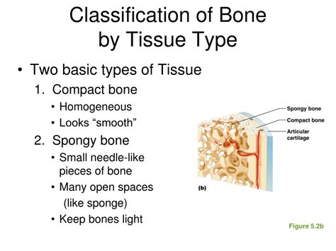 Ppt Osseous Tissue Histology Powerpoint Presentation Free Download