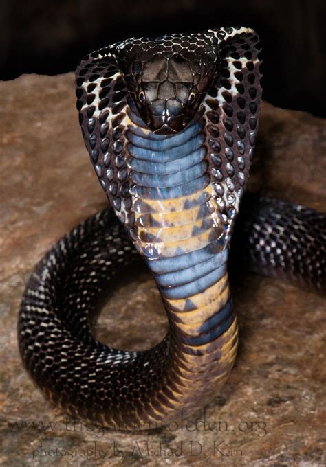 Snakes Naja Naja Karachiensis Black Pakistani Cobra Pet Snake