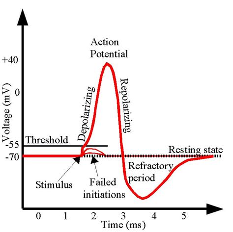 Action Potential Graph With Steps Teaching Anatomy And Physiology