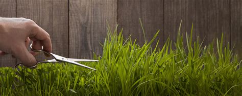 Trust us with the lawn your children and pets play on. Lawn Care,Prices,Specials|Colorado Springs CO