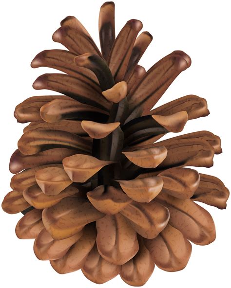 Pine Cone Clipart Free 10 Free Cliparts Download Images On Clipground