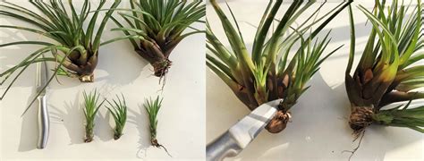 Easy Propagation Of Air Plants Types Of Air Plants Air Plants Decor