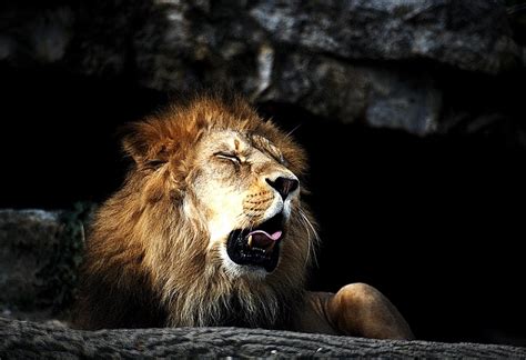 25 Magnificent Pictures Of Lions Twistedsifter
