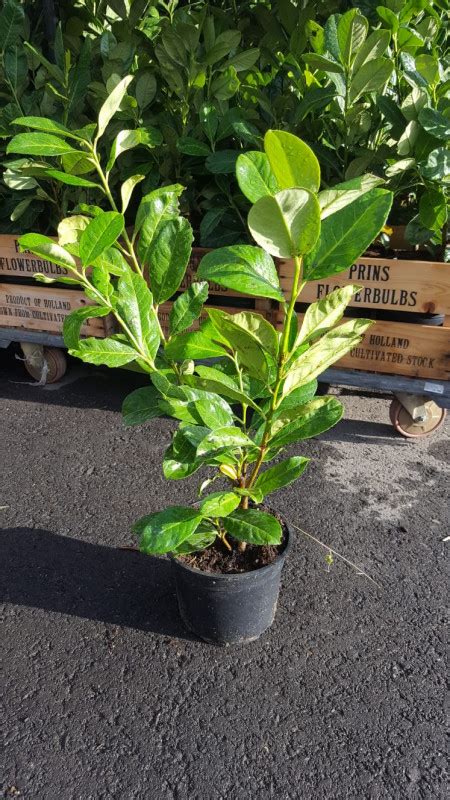 Sweet and reasonably pleasant when fully ripe. Cherry Laurel - Novita
